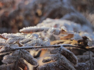 Frozen woods