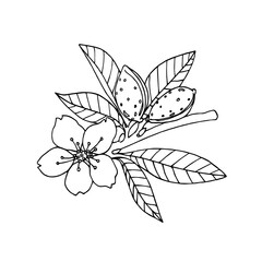 almond branch with leaves, flower & nuts in the shell, element of decorative pattern, logo, vector illustration with black ink contour lines isolated on a white background in a hand drawn style