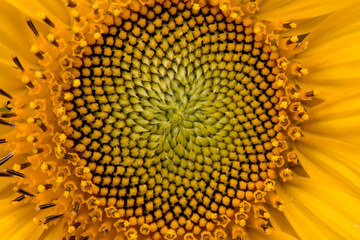 Sonnenblume Nahaufnahme 2