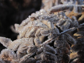 Frosty Fall Beauty