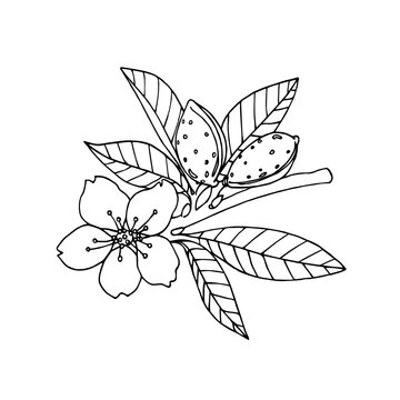 almond branch with leaves, flower & nuts in the shell, element of decorative pattern, logo, vector illustration with black ink contour lines isolated on a white background in a hand drawn style