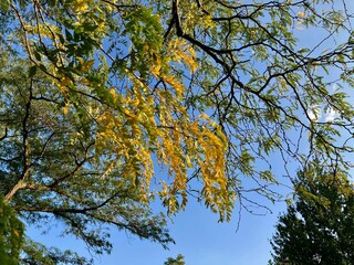 autumn yellow leaves against sky