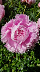 Coles up of pink peony flower