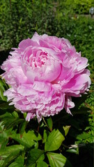 Close up of pink peony flower
