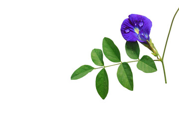 Close up of Butterfly pea flower with isolated on white background