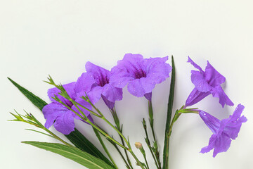 Purple flowers on a white background