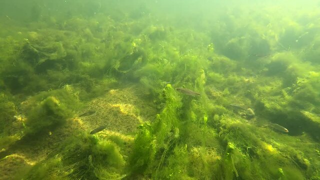 Underwater shot of green algae and small fish in the Neckar river in T&uuml;bingen, Germany