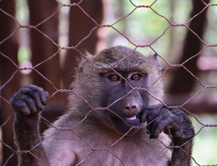 close up of a baboon