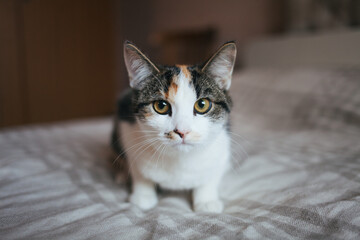 The cat is sitting on the bed. Cat on a plaid blanket. Cozy photo with a cat. Pets. Portrait of a beautiful cat.
