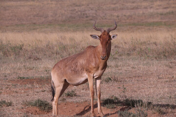 Naklejka na ściany i meble Impala Antelope in Nairobi National Park 