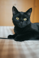 A beautiful black cat. black cat lies on the bed. The black cat lies on a plaid blanket. The cat looks surprised. Pets.
