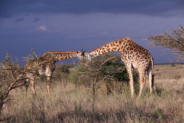 Giraffe in Nairobi National Park - obrazy, fototapety, plakaty