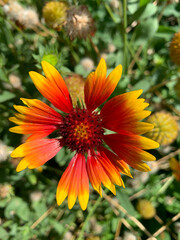 Flower of red and orange petals
