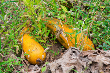 Obraz premium Courge biologique