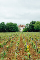 maison bourgeoise à Meursault. Domaine viticole en Bourgogne. Vignes de Côte-d'Or