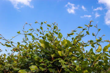 Fototapeta na wymiar leaves against blue sky