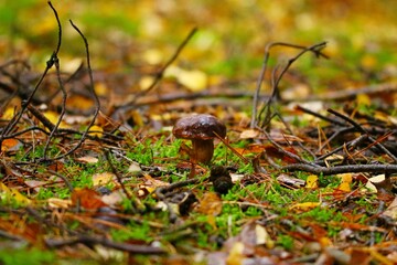 grzyb © Robert