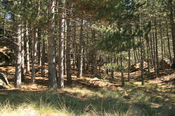 Pine forest in La Pedriza