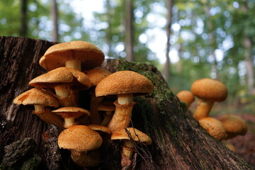 Mushrooms in the forest in Europe