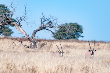 Two oryx in tall grass in the arid Kgalagadi