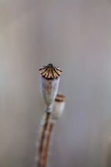 Mohnblume Nahaufnahme