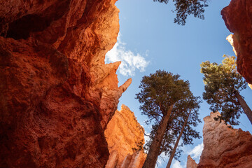 Bryce Canyon trees and sky