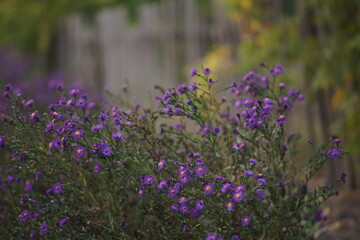 purple flowers bush grow in autumn garden