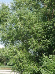 Fototapeta na wymiar tree foliage in summer in the village
