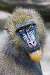 A mandrill monkey (Mandrillus sphinx)