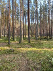 Obraz premium autumn in the forest