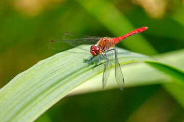 ruddy darter (Sympetrum sanguineum) dragonfly, close up