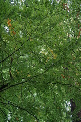 Mushrooms in the forest in Europe