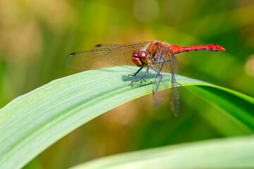 ruddy darter (Sympetrum sanguineum) dragonfly, close up