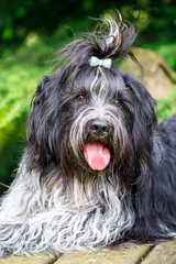 Cute Schapendoes, Dutch Sheepdog portrait
