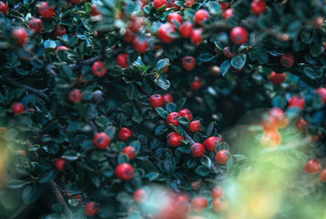 Red autumn berries of red Firethorn. Autumn beautiful background