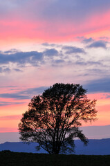 Obraz premium 哲学の木