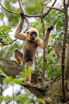close image of Yellow Cheeked Gibbon monkey (Nomascus Gabriallae)
