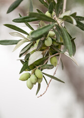 Green olives