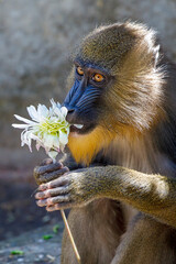 Male mandrill monkey (Mandrillus sphinx)