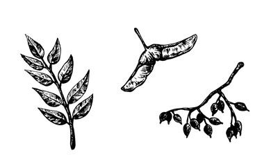 Autumn forest botanic elements. Hand drawn leaves, branches, samara and berries. Vector illustration isolated on white background. Natural collection. - obrazy, fototapety, plakaty