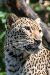 Fototapeta na wymiar cute leopard (Panthera pardus) close up shot