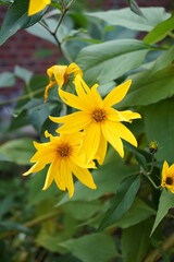 
Jerusalem artichoke flowers growing in the sky