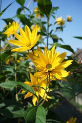 
Jerusalem artichoke flowers growing in the sky