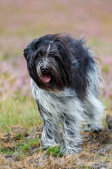 Cute Schapendoes, Dutch Sheepdog portrait