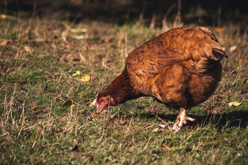 Huhn im Gras
