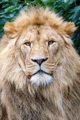 Close up shot of lion (Panthera Leo) head