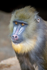 Male mandrill monkey (Mandrillus sphinx)