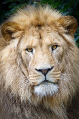 Close up shot of lion (Panthera Leo) head
