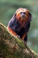 Golden-headed lion tamarin (Leontopithecus chrysomelas)