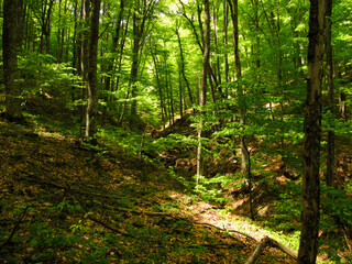 Brown Autumn Park. Green Sunshine Template. Orange Autumn Rainforest. Yellow Forest Landscape. Botanical Texture. Gold Colorful Nature. Autumn Woodland. Abstract Panorama.
